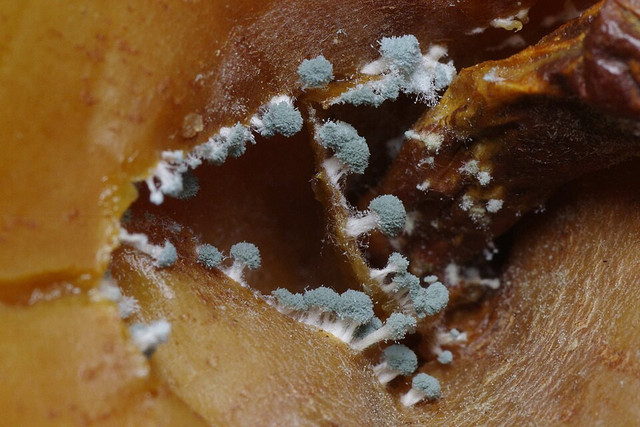 Ilustrasi Penicillium. Foto: commons.wikimedia.org
