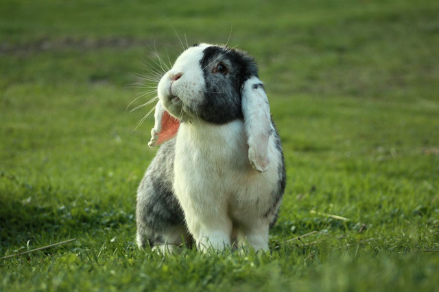 Kelinci Holland Lop. Foto: Pexels