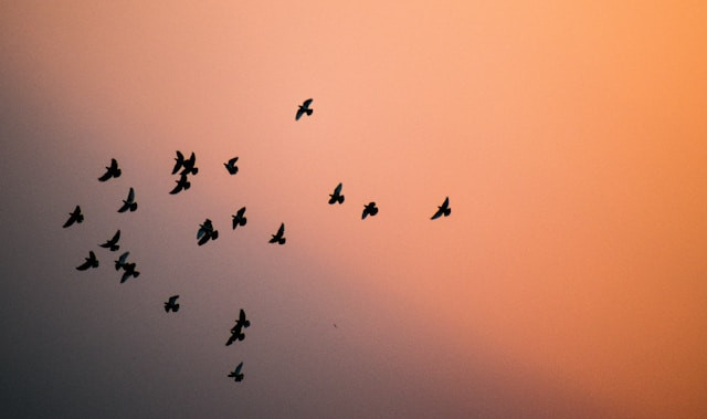 Ilustrasi bagaimana cara hewan berkembang biak.Foto: ankit raj / Unsplash