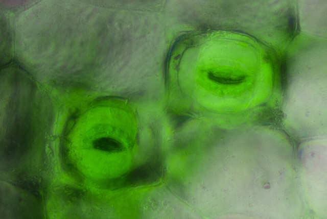 Ilustrasi Stomata. Foto: commons.wikimedia.org