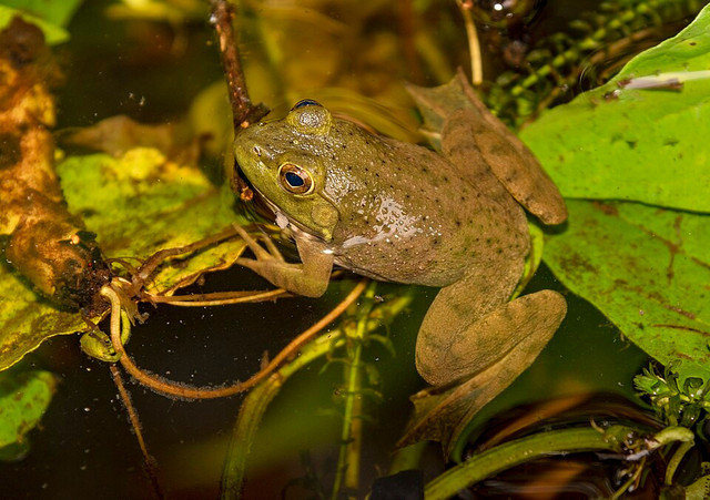 Bullfrog. Foto: Wikimedia Commons