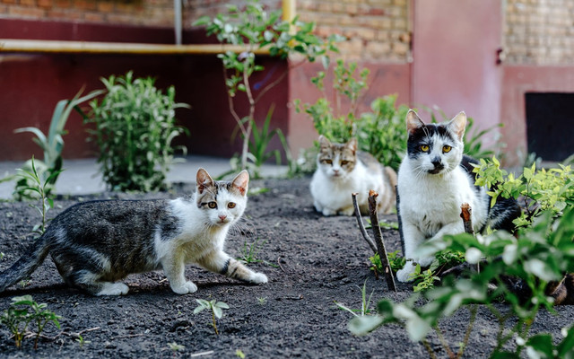 Ilustrasi Program Traktir Kucing Pemprov DKI Jakarta. Foto: Unsplash/ Yuriy Vertikov