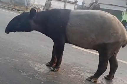 Seekor satwa dilindungi jenis tapir berjalan di tengah Jalan Lintas Register 45 Kabupaten Mesuji, Lampung, Kamis (2/7/2026). Foto: Dok. Istimewa
