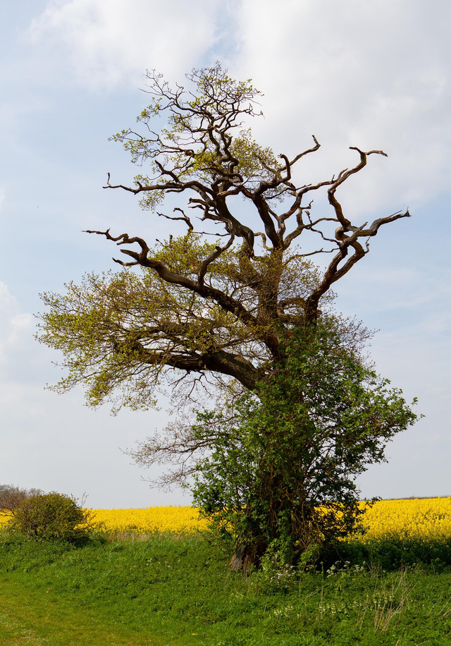 Sumber foto: TheOtherKev, melalui Pixabay. https://pixabay.com/id/photos/pohon-pohon-tua-mati-lone-tree-5038846/