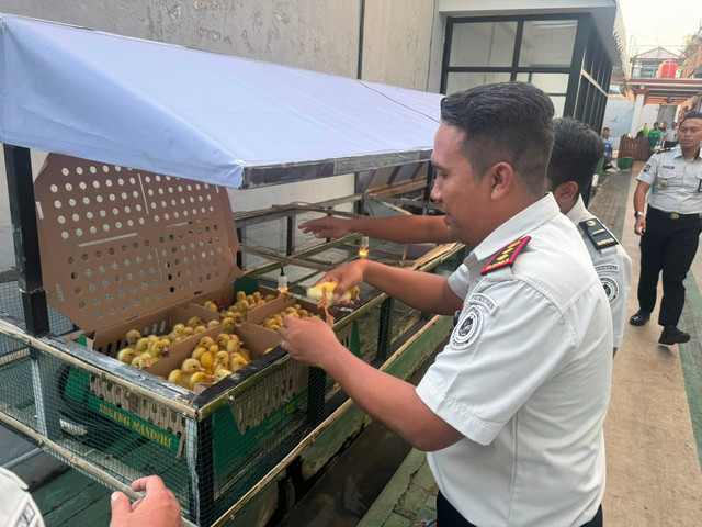 Perkuat Kemandirian Pangan, Lapas Mojokerto Lepas 102 Bibit Itik Untuk Ketahanan Pangan (Foto:HumasLapasMoker)