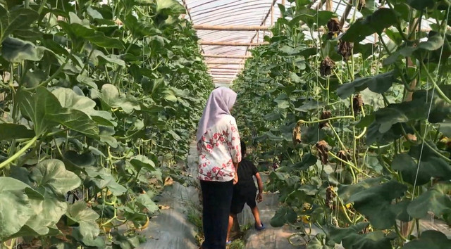 Pengunjung memetik melon langsung di Greenhouse BUMDes Sejahtera Mertani, Desa Mertani, Lamongan, Sabtu–Minggu (27–28 Juni 2026). Foto: Dokumentasi Pribadi.