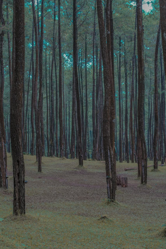 sumber : https://www.pexels.com/id-id/pencarian/hutan/