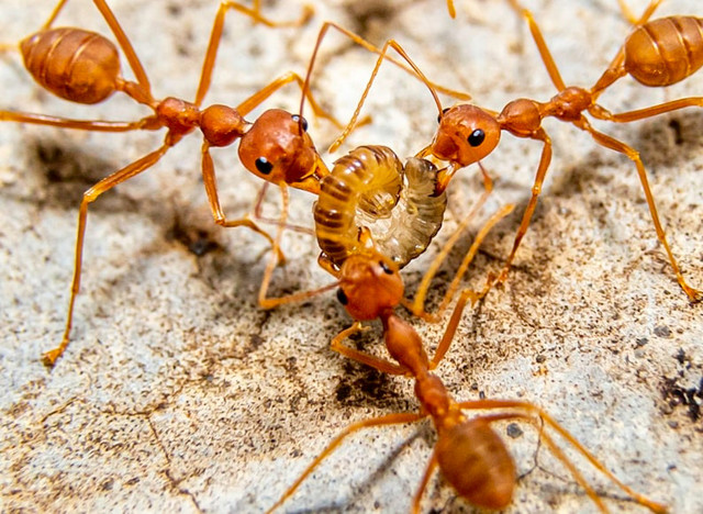 Ilustrasi Cara mengusir semut merah. Foto: Unsplash/Chetra Khieu