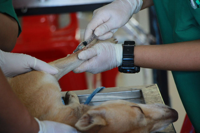 Ilustrasi Vaksinas rabies gratis Samarinda 2026. Foto: Pexels