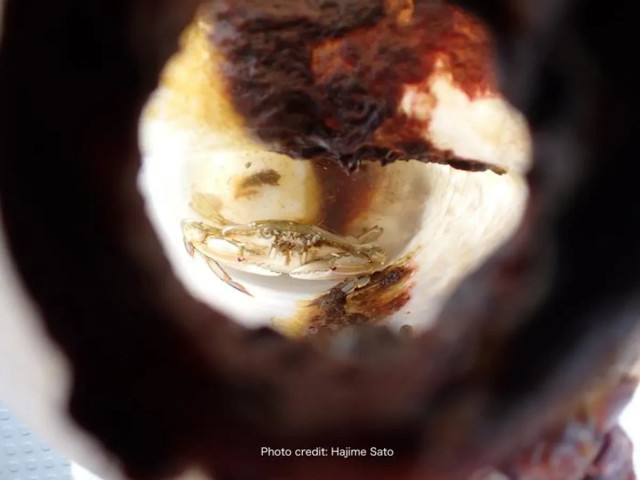 Kepiting terjebak di dalam botol dan mengarungi laut selama 2 bulan, tapi dia berhasil bertahan hidup. Foto: Hiroshima University/Hajime Sato