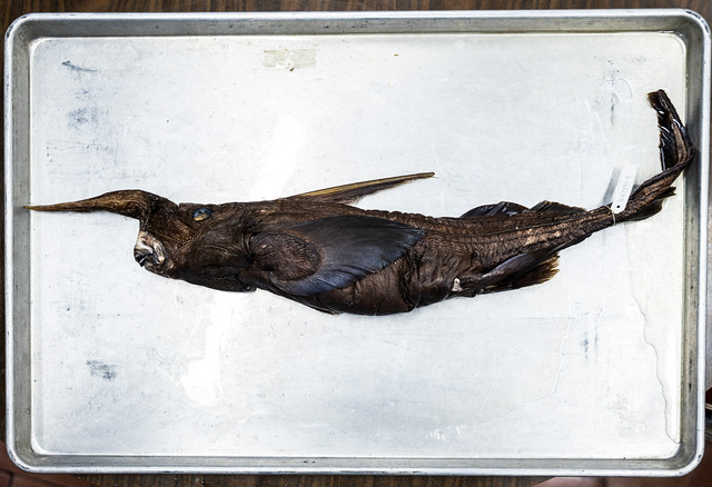 Gambar ini menunjukkan sebagian penampakan hiu hantu Kosta Rika yang baru ditemukan di Museum Zoologi Pusat Penelitian Keanekaragaman Hayati dan Ekologi Tropis Universitas Kosta Rika di San Jose, Kosta Rika (3/7/2026). Foto: Ezequiel Becerra/AFP