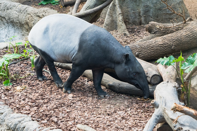 Ilustrasi Apakah Tapir Bisa Dimakan,Foto:Unsplash/Jeffrey Hamilton