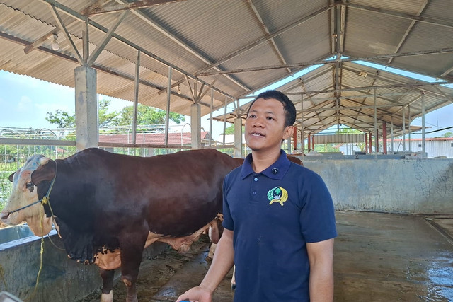 Warga Binaan Lapas Kelas IIB Ciangir, Danang mengurus peternakan sapi, Kamis (9/7/2026). Foto: Pradya Tirta/kumparan