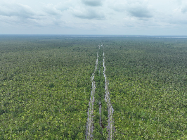 Hamparan kebun kelapa di Kabupaten Indragiri Hilir, Riau. Sumber foto: https://mediacenter.inhilkab.go.id/berita/menggantung-asa-di-negeri-hamparan-kelapa-dunia