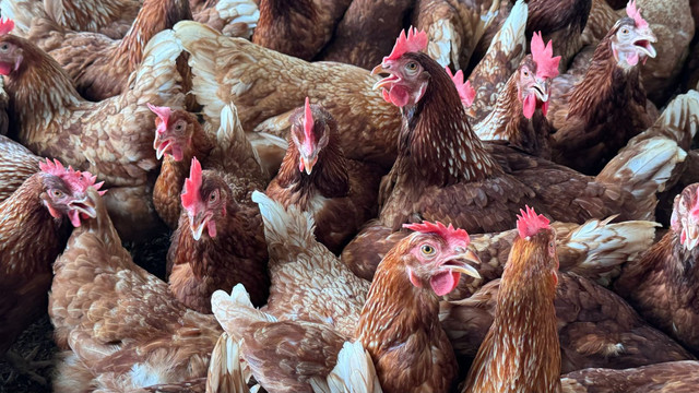 Ayam petelur dipelihara di peternakan cage-free yang dikelola Kelompok Wanita Tani (KWT) Tangguh binaan Griya Bianti Yogyakarta bersama Pusat Pengembangan Ternak (PPT) Fakultas Peternakan UGM. Foto: Pandangan Jogja/Gracetika JP.