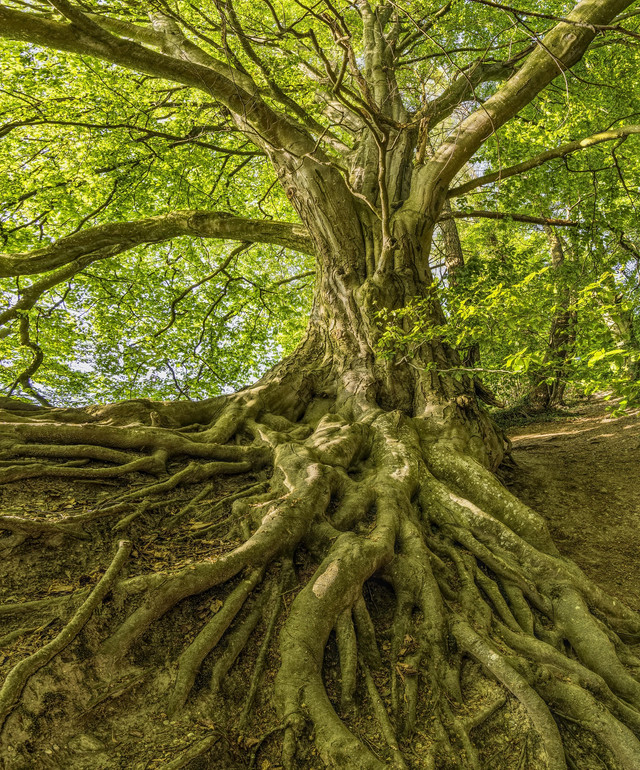 Felix-Mittermeier. (2018). Beech Tree Roots. Pixabay