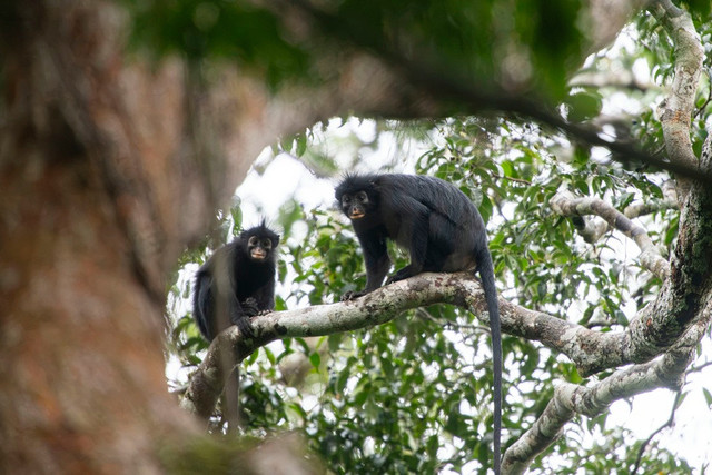 Spesies baru monyet berbibir oranye Colobus congoensis. Foto: Daniel Rosengren, Frankfurt Zoological Society via Florida Atlantic University