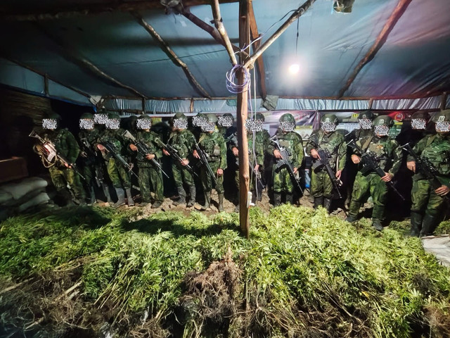 Pengungkapan ladang ganja di Yahukimo, Papua. Foto: Dok. Koops TNI Habema