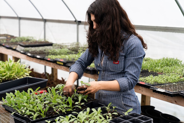 Ilustrasi urban farming menjadi langkah awal yang baik bagi milenial di perkotaan. Foto: Unsplash.com/Zoe Richardson