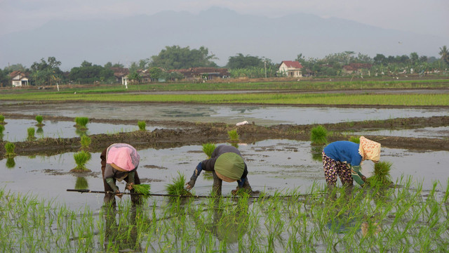 Petani memanen padi secara gotong royong sebagai fondasi ketahanan pangan nasional.Foto: Redicul Pict/Unsplash