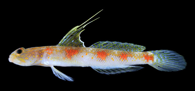 Tim peneliti Badan Riset dan Inovasi Nasional (BRIN) berhasil mengidentifikasi satu spesies baru ikan gobi udang (shrimpgoby) yang sebelumnya belum pernah dideskripsikan secara ilmiah. Foto: Dok. BRIN
