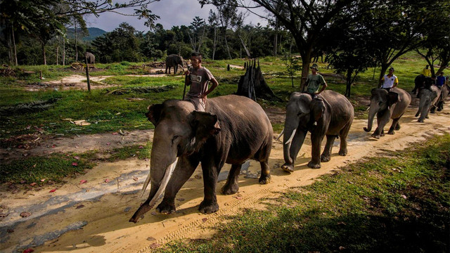 Ilustrasi mengapa populasi gajah Sumatera semakin menyusut. Foto: ANTARA FOTO/FB Anggoro