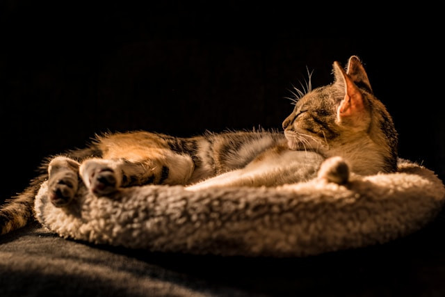 Ilustrasi kisah Meong Palo Karellae.Foto:  Lenin Estrada / Unsplash