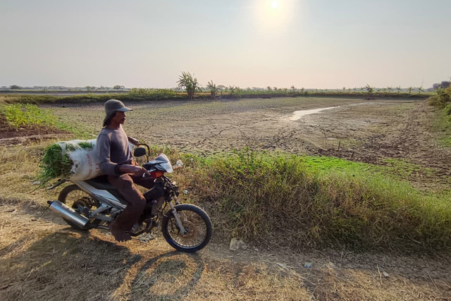 Seorang petani mengendarai motor melewati embung tempat penyimpanan air untuk sawah yang mengering di Kecamatan Balongan, Indramayu, Selasa (21/7/2026). Foto: kumparan