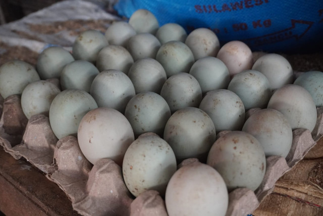 Telur Bebek yang berhasil dipanen (Sumber: DT Peduli)