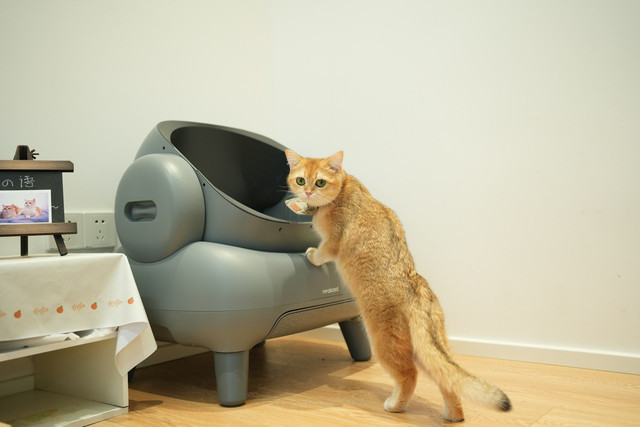 Ilustrasi litter box otomatis terbaik. Foto: Unsplash.
