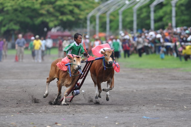 Ilustrasi asal usul Karapan Sapi.Foto: Yusuf Hasan / Unsplash