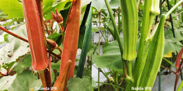 Mengenal Yalanda dan Nabila IPB, Dua Varietas Okra Bersari Bebas di Indonesia