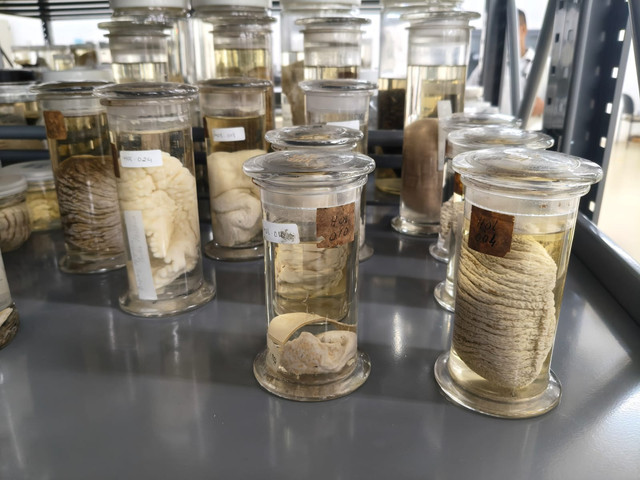 Koleksi Milik Museum Zoologicum Bogoriense, Direktorat Pengelolaan Koleksi Ilmiah, BRIN (Dok. Penulis)