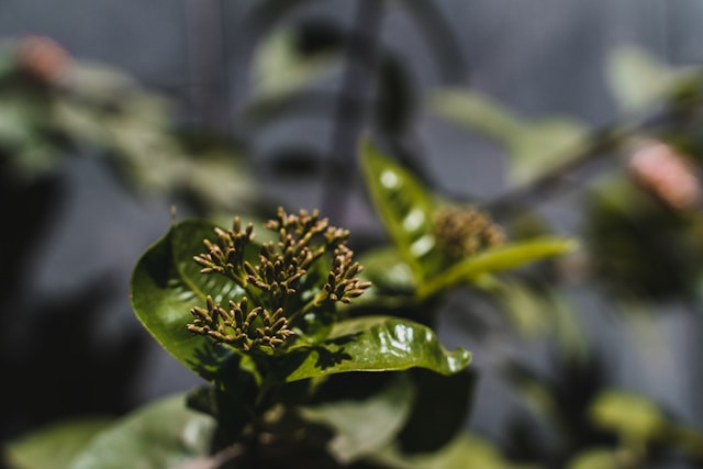 Ilustrasi legenda Nunusaku.Foto: Aditya Vyas / Unsplash