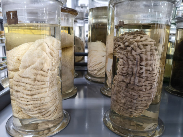 Koleksi Milik Museum Zoologicum Bogoriense, DPKI - BRIN (Dok. Penulis)
