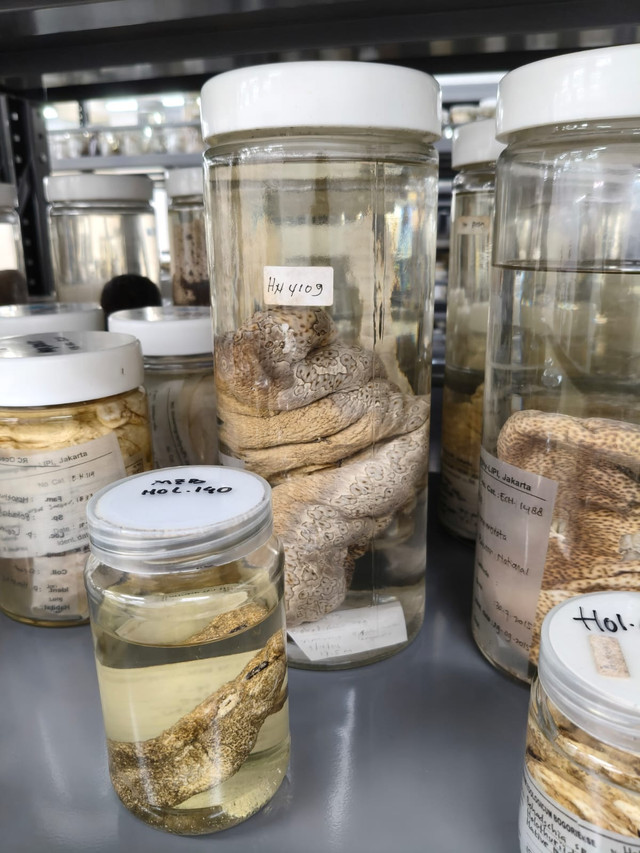 Koleksi Milik Museum Zoologicum Bogoriense, DPKI - BRIN (Dok. Penulis)