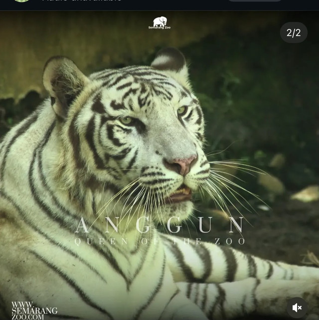 Harimau putih koleksi Semarang Zoo atau Kebon Binatang (Bonbin) Mangkang bernama Anggun. Foto: Dok. instagram Semarang Zoo