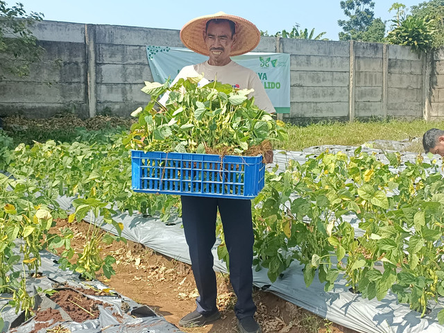 Tusih (54) salah satu penerima manfaat dari program Kebun Pangan Madaya mengatakan, selama ini dengan adanya program kebun pangan di PTGL, Alhamdulillah dapat bermanfaat secara langsung bagi kami dan keluarga. Selain dapat pemenuhan langsung dari pangan juga ekonomi dari penjualan pangan tersebut.