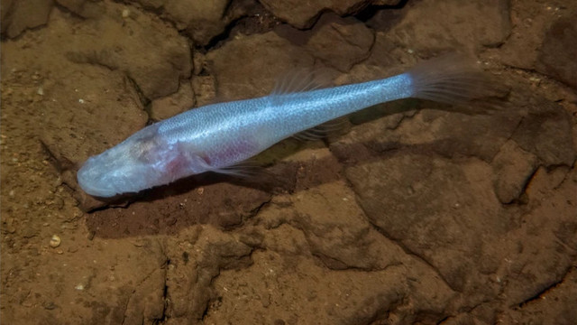 Spesies baru ikan gua tanpa mata Demogorgonichthys arcanus, yang terinspirasi dari mosnter Demogorgon dalam serial Stranger Things. Foto: Niemiller, M.L., Armbruster, J.W., Sandel, M.W. et al. via Scientific Reports 16, 20765