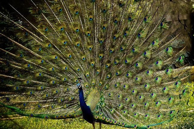 Ilustrasi Merak sebagai Inspirasi Tari Merak. Foto: Pixabay.