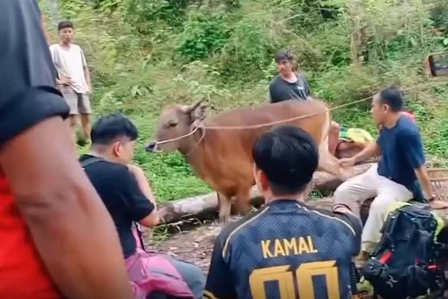 Seekor sapi diajak mendaki ke Gunung Rinjani, Nusa Tenggara Barat. Foto: Dok. Istimewa