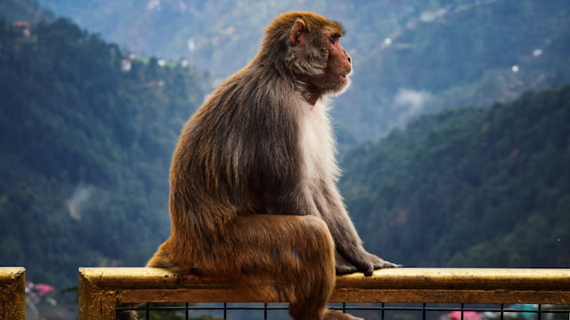 Ilustrasi legenda Lutung Kasarung Banyumas.Foto: Reubx / Unsplash