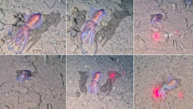 Para ilmuwan menggunakan laser untuk mengetahui ukuran cumi-cumi. Foto: P Maroni dkk., Polar Biology (2026).