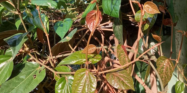 Tanaman sirih merah (Foto: RRI)