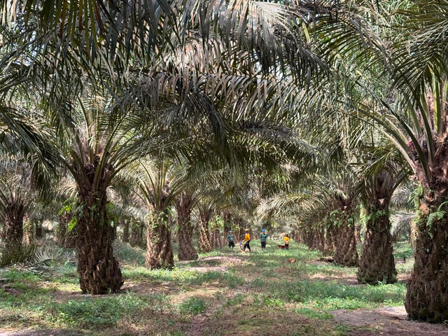 Aktivitas panen di perkebunan kelapa sawit PT Gunung Sejahtera Ibu Pertiwi dan PT Agro Menara Rachmat (PT GSIIP-AMR) yang merupakan anak usaha Astra Agro Lestari di Kalimantan Tengah pada Kamis (30/7/2026). Foto: Argya D. Maheswara/kumparan