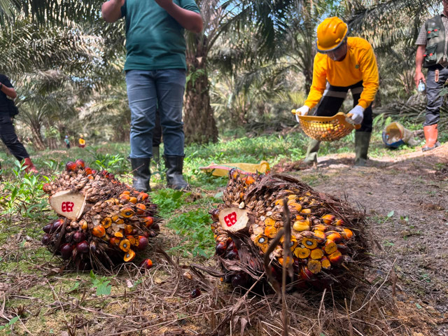 Aktivitas panen di perkebunan kelapa sawit PT Gunung Sejahtera Ibu Pertiwi dan PT Agro Menara Rachmat (PT GSIIP-AMR) yang merupakan anak usaha Astra Agro Lestari di Kalimantan Tengah pada Kamis (30/7/2026). Foto: Argya D. Maheswara/kumparan 