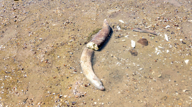 Sisa-sisa fosil mamut purba yang diyakini para ahli muncul setelah permukaan air Sungai Danube surut ke rekor terendah di dasar sungai dekat Desa Ryahovo, Kotamadya Slivo Pole, Bulgaria, Rabu (29/7/2026). Foto: Lyuboslav Yordanov/REUTERS