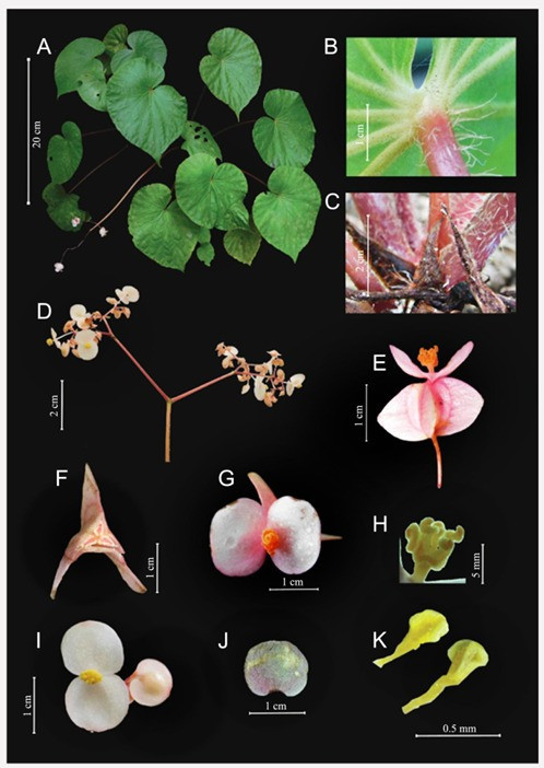 Dokumentasi : Begonia hattae M. Efendi & I.Q. Lailaty ( Taprobanica: The Journal of Asian Biodiversity "A New Begonia Species (Begoniaceae) and Three Rediscoveries from West Sumatra" 2026)