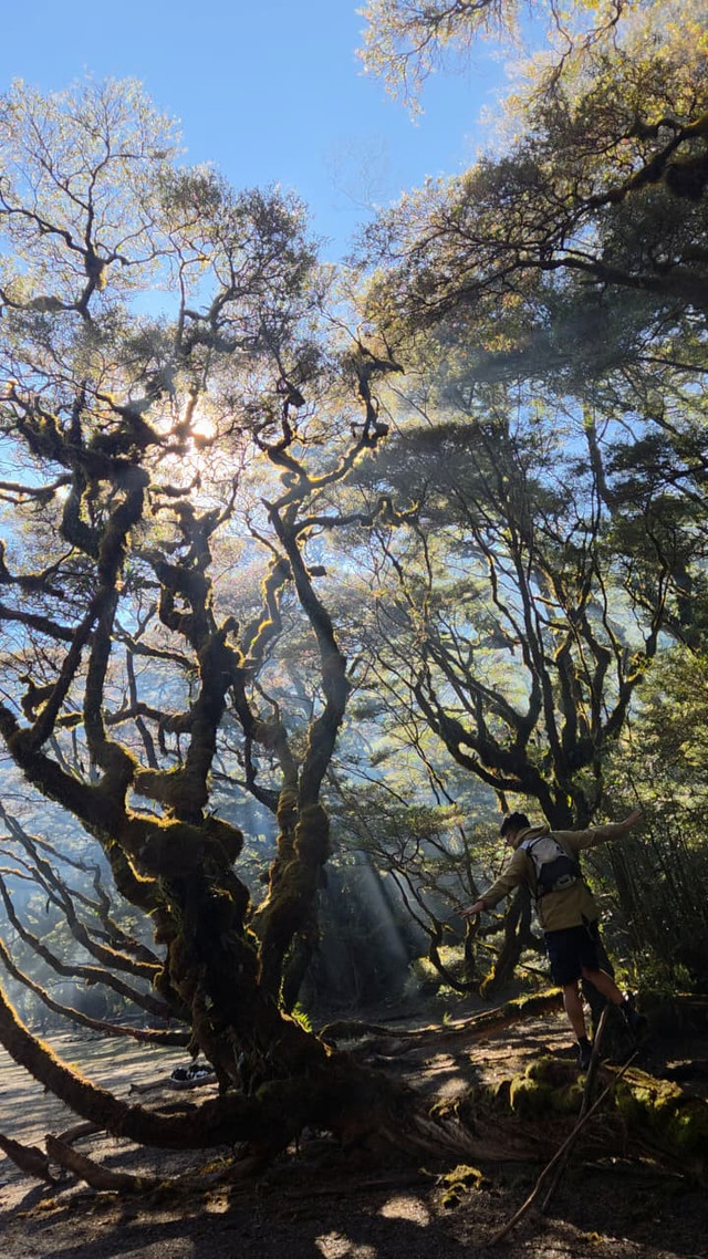 Foto: Reynald sedang berjalan diatas kayu Hutan Lumut Pos 5 (@senar_tua)