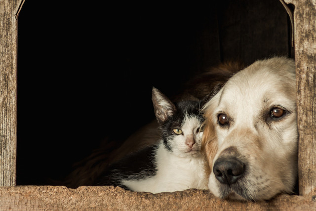 Ilustrasi kucing dan anjing. Foto: Freepik/wirestock